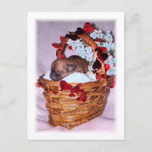 Little Surprises Postcard