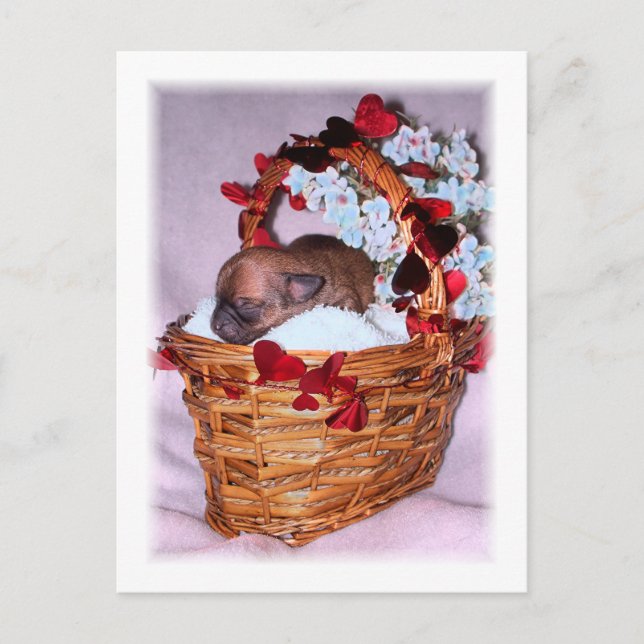 Little Surprises Postcard (Front)