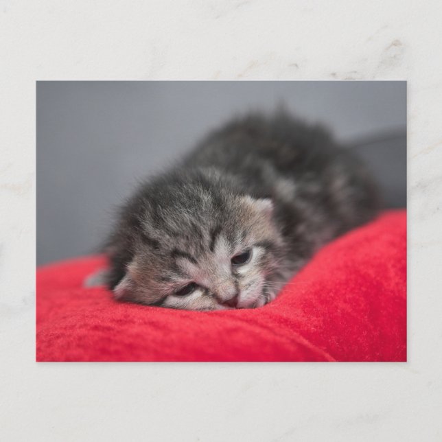 Little sweet soft kitty postcard (Front)