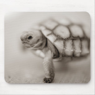 Little Tortoise Mouse Pad