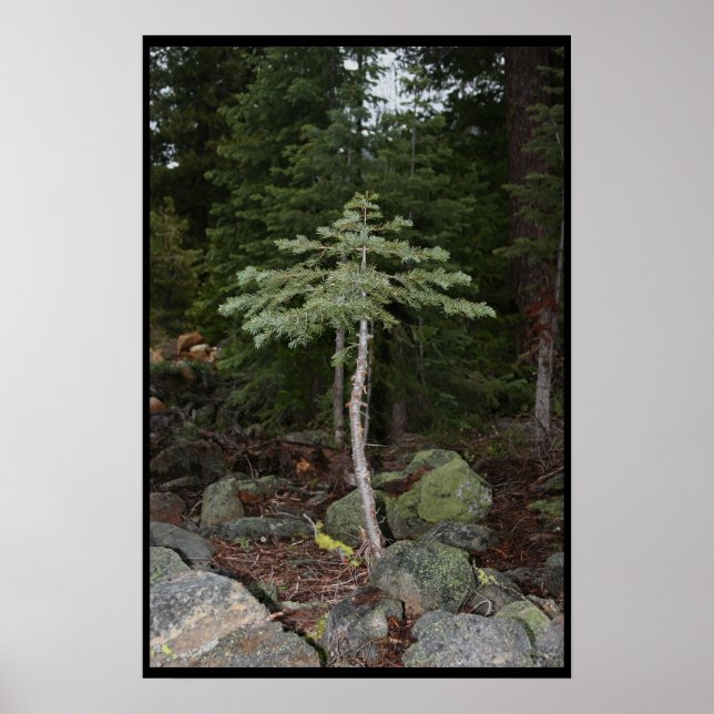 Little Tree Poster (Front)