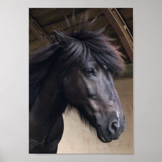 Little Viking Horse - Noble Head Poster