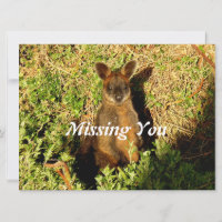 Little Wallaby