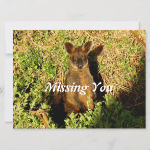 Little Wallaby