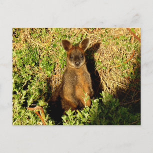 Little Wallaby Postcard