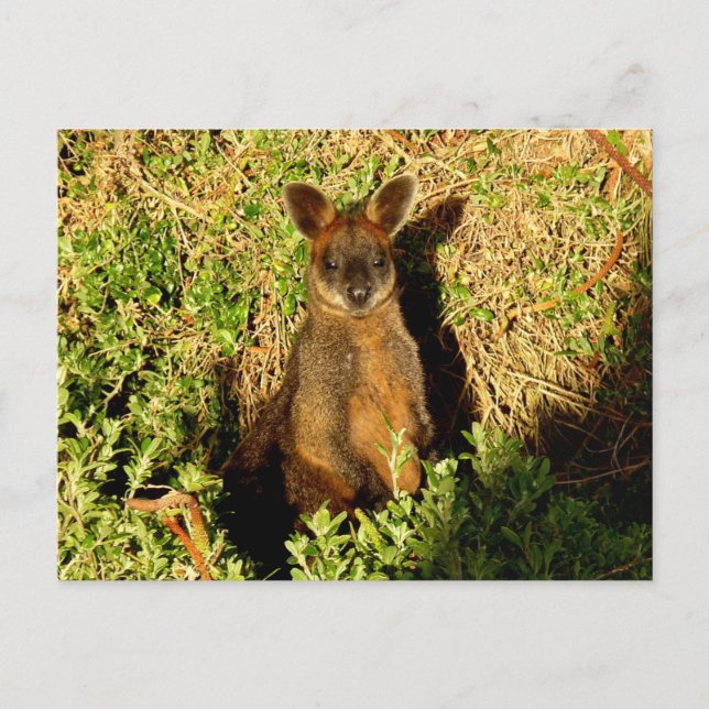 Little Wallaby Postcard (Front)