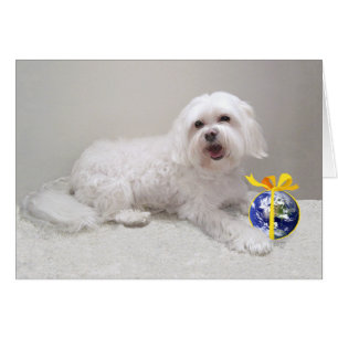 Little White Dog (Maltese) Rescue