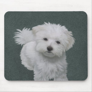 Little white dog pet portrait  Mouse Pad