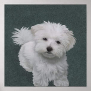 Little white dog pet portrait  Poster