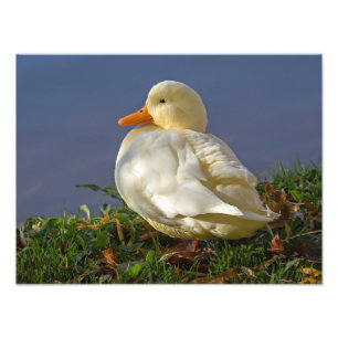 Little White Duck Photo Print