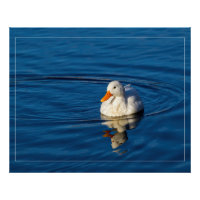 Little White Duck Reflections