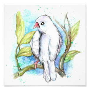 Little White Finch Photo Print