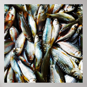 Little White Fish Poster