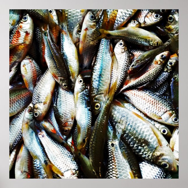 Little White Fish Poster (Front)