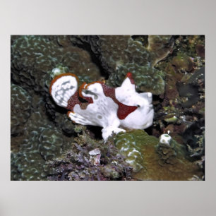 Little White Frogfish Poster