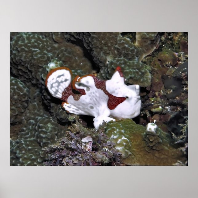 Little White Frogfish Poster (Front)