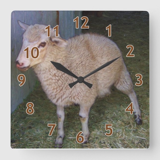 Little White Lamb Square Wall Clock (Front)