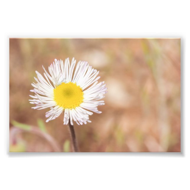 Little White Wild Daisy Flower With Yellow Centre Photo Print (Front)