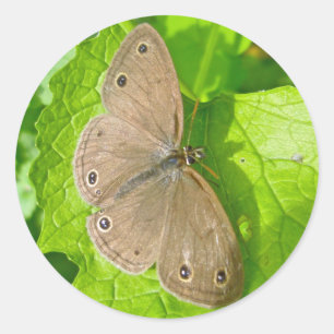 Little Wood Satyr Butterfly Coordinating Items Classic Round Sticker