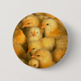 Little Yellow Chicks 6 Cm Round Badge