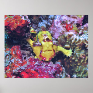 Little Yellow Frogfish Poster