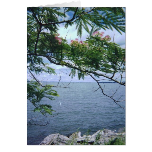 LittleBayParkBayside 001 (Front)