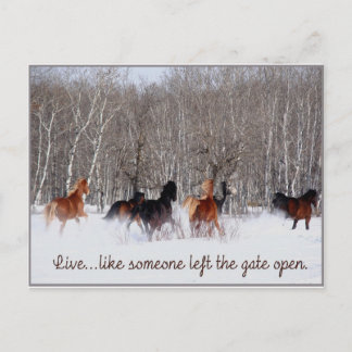 Live Life.....Like someone left the gate open! Postcard