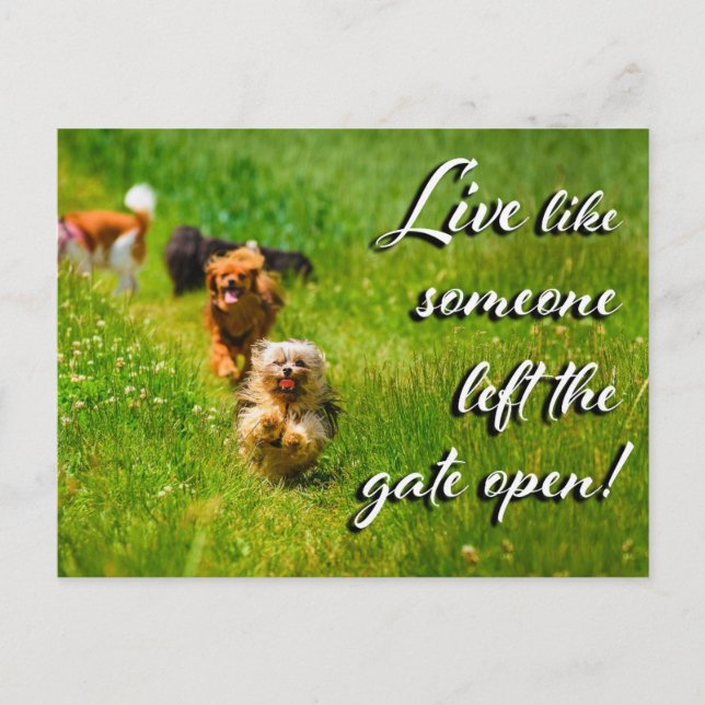 Live Like Someone Left the Gate Open! Postcard (Front)