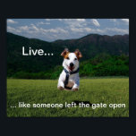 "Live Like Someone Left the Gate Open" Poster<br><div class="desc">An inspiring poster featuring a beautiful,  vibrant photo of a dog bounding through a field,  with an expression of pure joy and freedom,  and the phrase: "Live...  like someone left the gate open."</div>