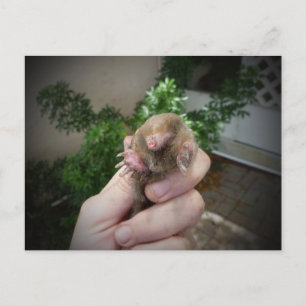 Live mole in hand smiling.jpg postcard