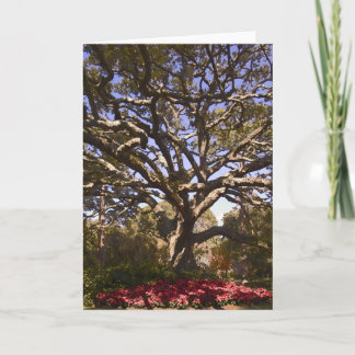 Live Oak and Poinsettias Holiday Card