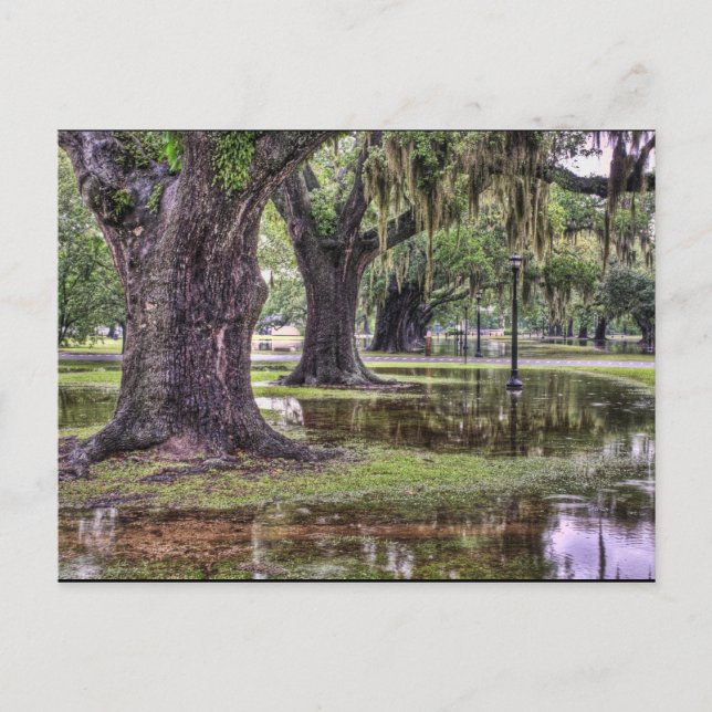 Live Oak Flooding Postcard (Front)