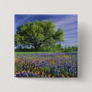 Live Oak & Texas Paintbrush, and Texas 15 Cm Square Badge