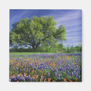 Live Oak & Texas Paintbrush, and Texas Magnet