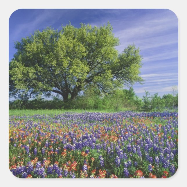 Live Oak & Texas Paintbrush, and Texas Square Sticker (Front)