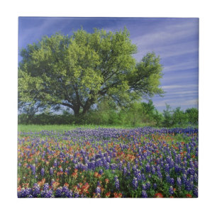 Live Oak & Texas Paintbrush, and Texas Tile