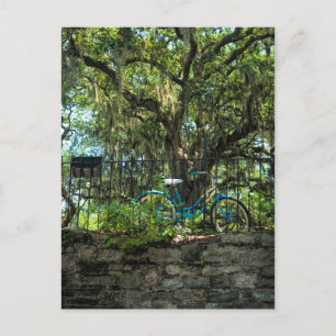 Live Oak Tree and Classic Bicycle Postcard