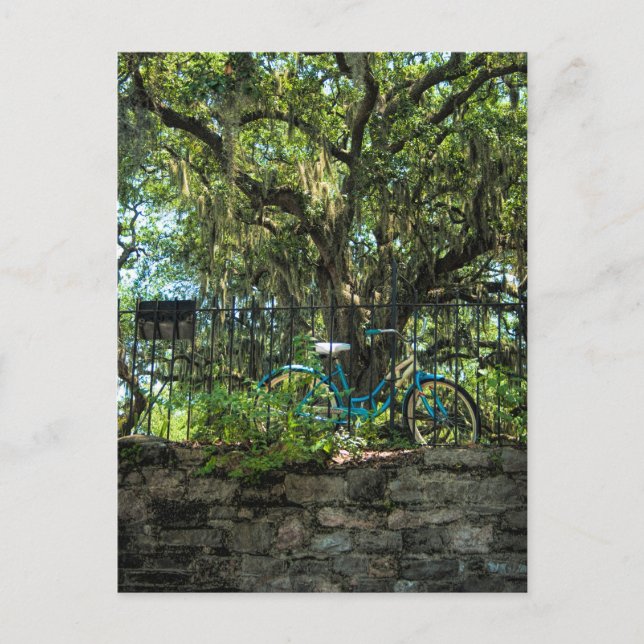 Live Oak Tree and Classic Bicycle Postcard (Front)