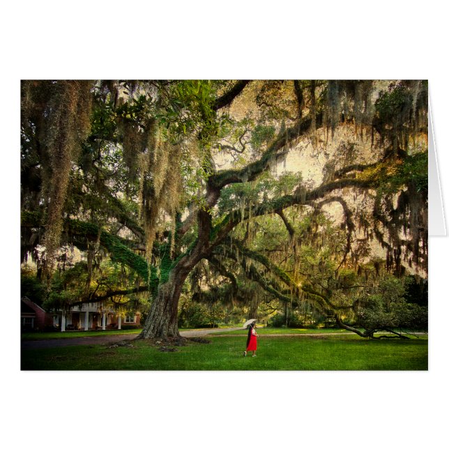 Live Oak Tree in Pascagoula MS (Front Horizontal)