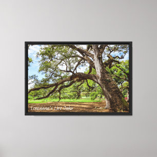 Live Oak Tree of Louisiana Canvas Print