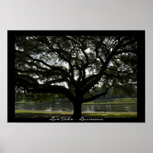 Live Oaks - Louisiana Poster