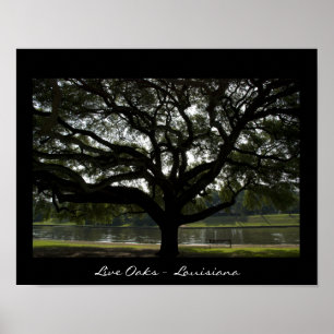Live Oaks - Louisiana Poster