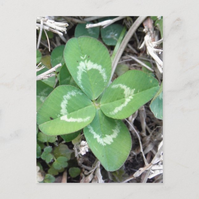 Live Real 4 Leaf Clover Photo Postcard (Front)