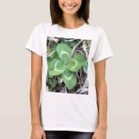 Live Real 4 Leaf Clover Photo