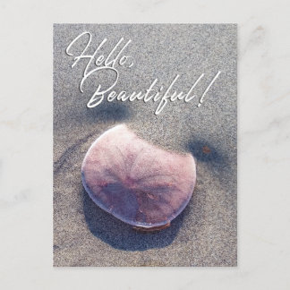 Live Sand Dollar Photo Hello Beautiful Postcard
