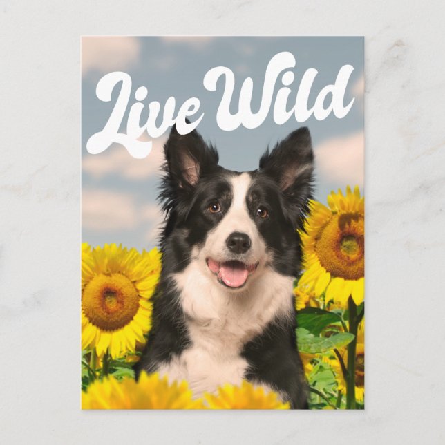 Live Wild Border Collie in Sunflowers Postcard (Front)