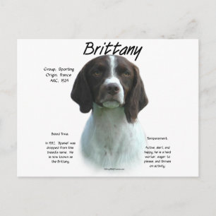 Liver Brittany Spaniel History Postcard