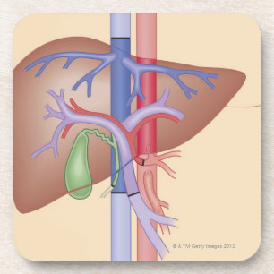 Liver Transplant Procedure Coaster