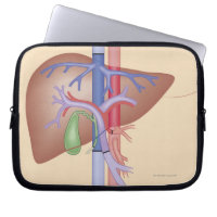 Liver Transplant Procedure