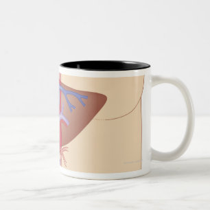 Liver Transplant Procedure Two-Tone Coffee Mug
